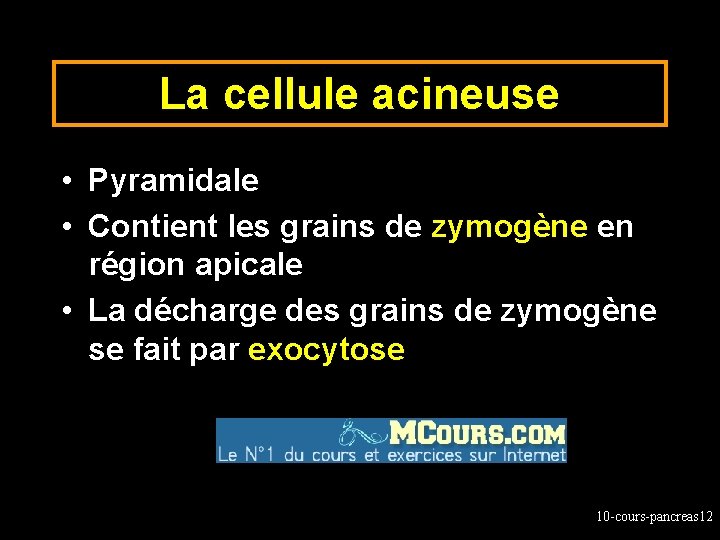 La cellule acineuse • Pyramidale • Contient les grains de zymogène en région apicale