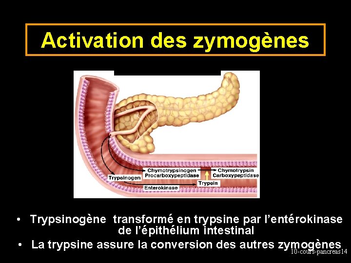 Activation des zymogènes • Trypsinogène transformé en trypsine par l’entérokinase de l’épithélium intestinal •