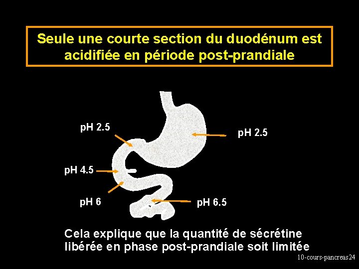 Seule une courte section du duodénum est acidifiée en période post-prandiale p. H 2.