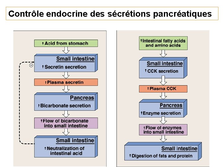 Contrôle endocrine des sécrétions pancréatiques 10 -cours-pancreas 27 