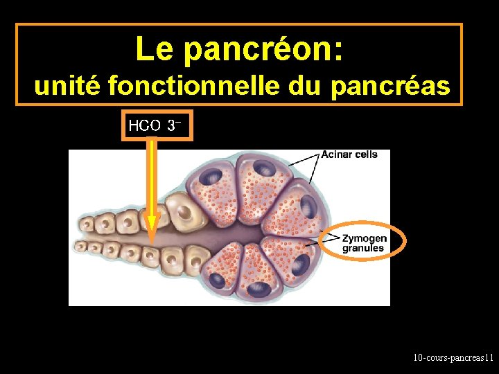 Le pancréon: unité fonctionnelle du pancréas HCO 3 - 10 -cours-pancreas 11 