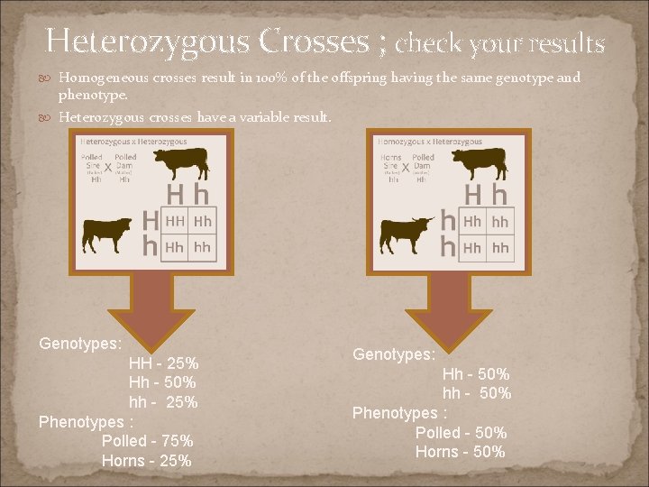 Heterozygous Crosses ; check your results Homogeneous crosses result in 100% of the offspring