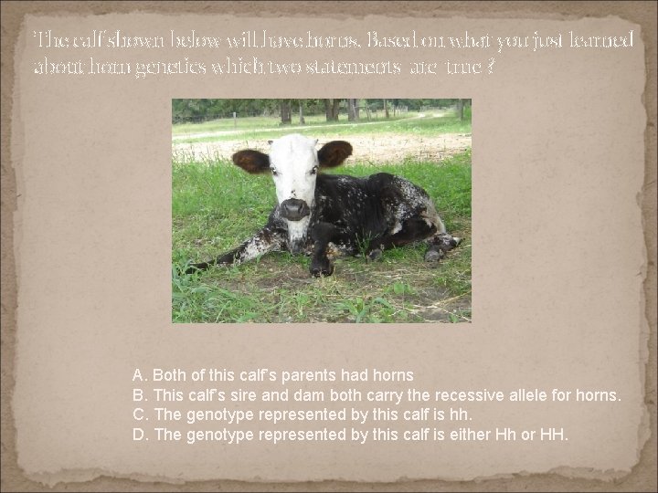 The calf shown below will have horns. Based on what you just learned about