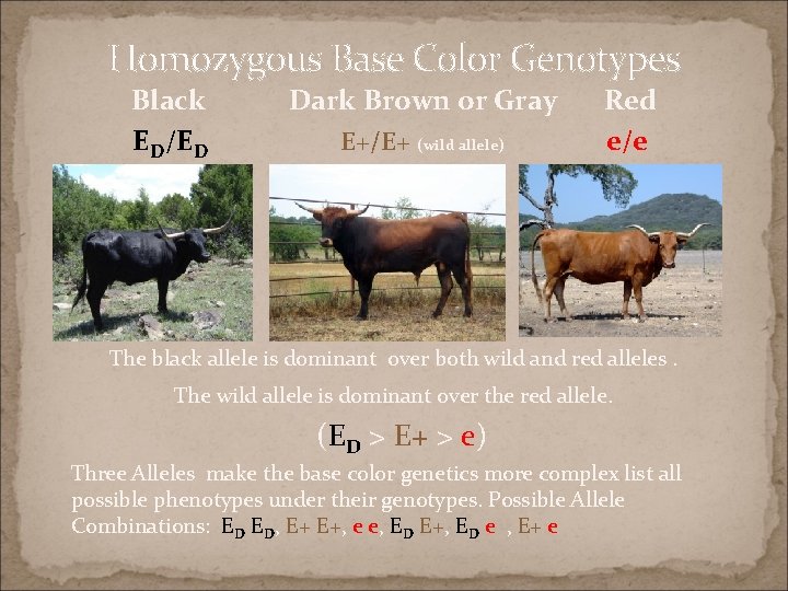 Homozygous Base Color Genotypes Black ED/ED Dark Brown or Gray E+/E+ (wild allele) Red