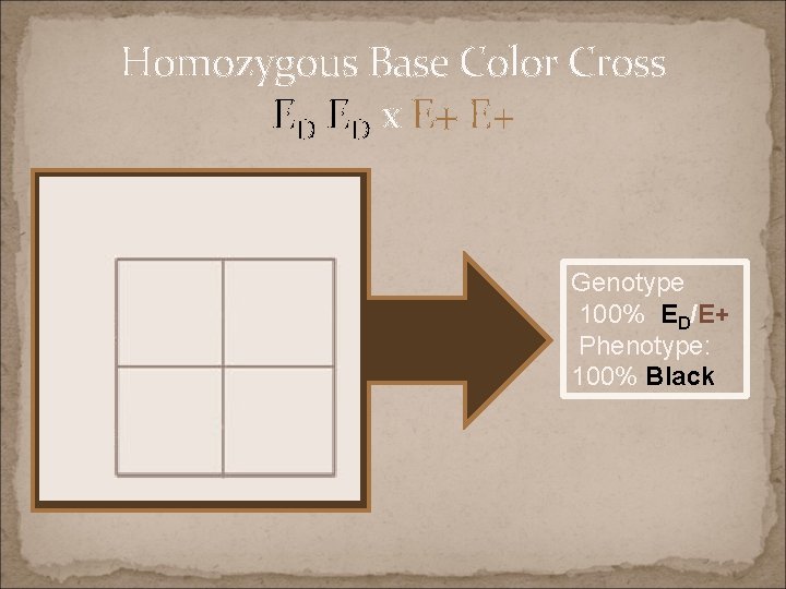 Homozygous Base Color Cross ED ED x E+ E+ Genotype 100% ED/E+ Phenotype: 100%