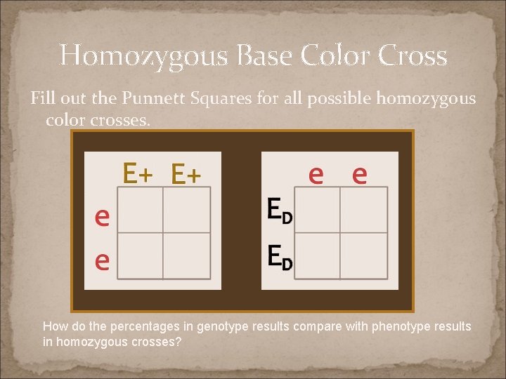 Homozygous Base Color Cross Fill out the Punnett Squares for all possible homozygous color