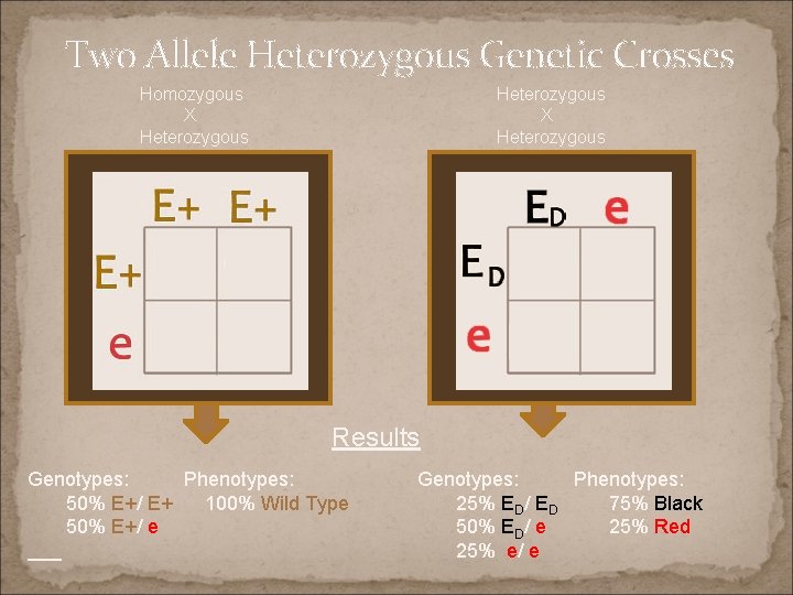 Two Allele Heterozygous Genetic Crosses Homozygous X Heterozygous Results Genotypes: Phenotypes: 50% E+/ E+