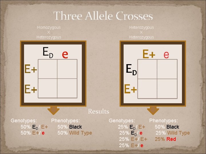 Three Allele Crosses Homozygous X Heterozygous Results Genotypes: Phenotypes: 50% ED/ E+ 50% Black