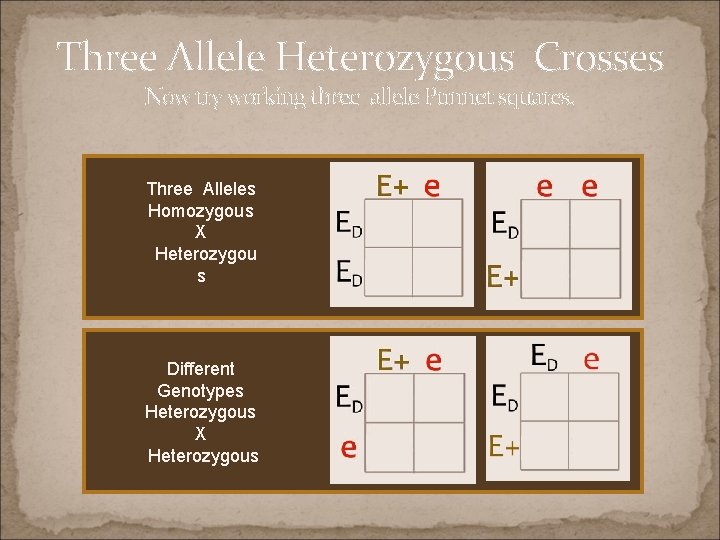 Three Allele Heterozygous Crosses Now try working three allele Punnet squares. Three Alleles Homozygous