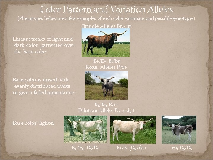 Color Pattern and Variation Alleles (Phenotypes below are a few examples of each color