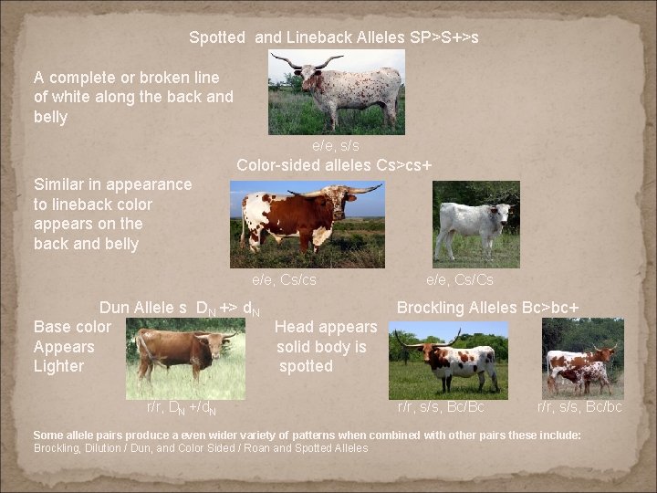 Spotted and Lineback Alleles SP>S+>s A complete or broken line of white along the