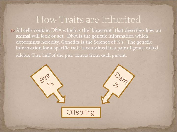 How Traits are Inherited All cells contain DNA which is the “blueprint” that describes