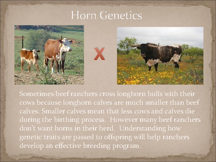 Horn Genetics X Sometimes beef ranchers cross longhorn bulls with their cows because longhorn