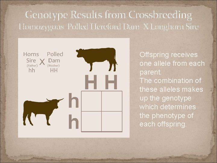 Genotype Results from Crossbreeding Homozygous Polled Hereford Dam X Longhorn Sire Offspring receives one