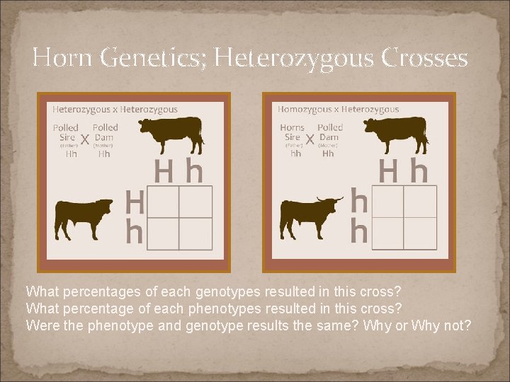 Horn Genetics; Heterozygous Crosses What percentages of each genotypes resulted in this cross? What