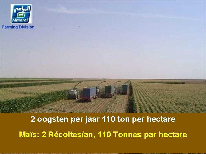 2 oogsten per jaar 110 ton per hectare Maïs: 2 Récoltes/an, 110 Tonnes par