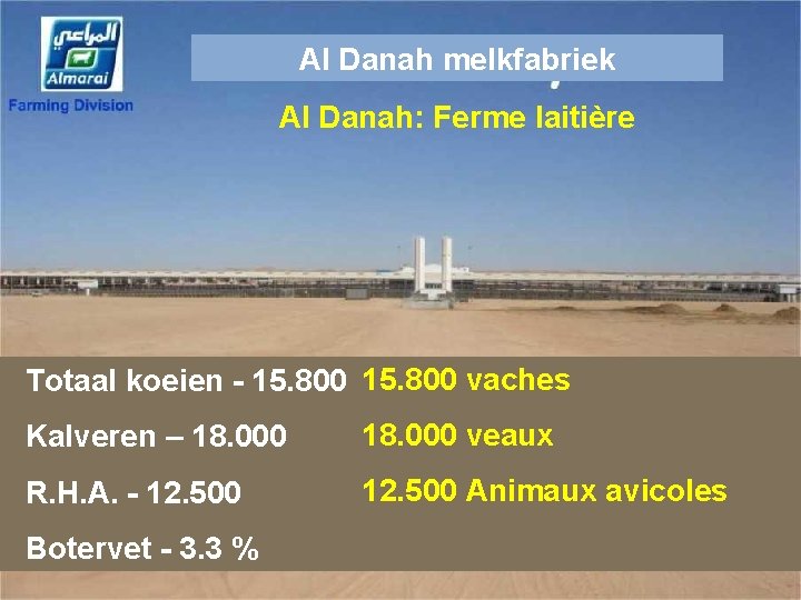 Al Danah melkfabriek Al Danah: Ferme laitière Totaal koeien - 15. 800 vaches Kalveren