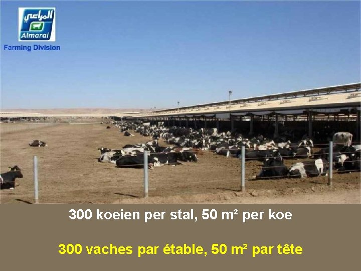 300 koeien per stal, 50 m² per koe 300 vaches par étable, 50 m²