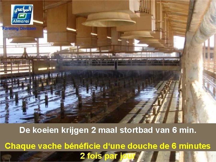 De koeien krijgen 2 maal stortbad van 6 min. Chaque vache bénéficie d‘une douche