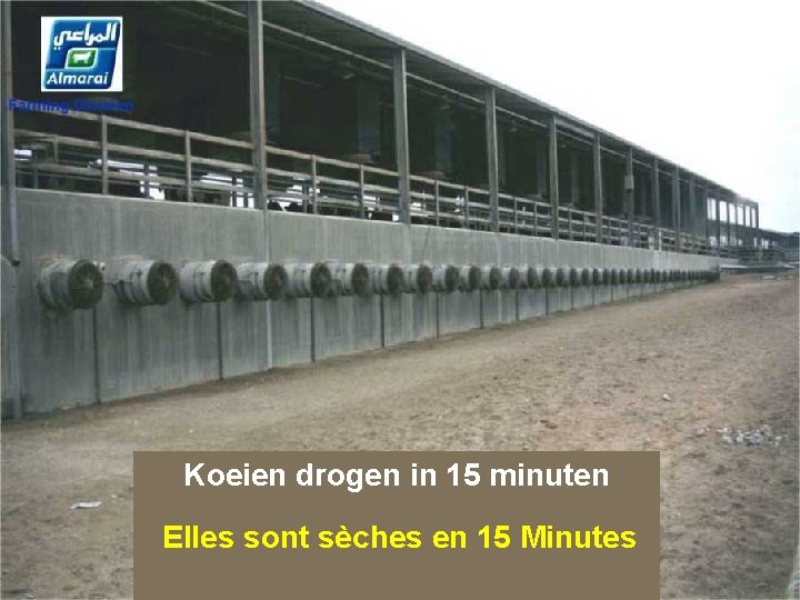 Koeien drogen in 15 minuten Elles sont sèches en 15 Minutes 