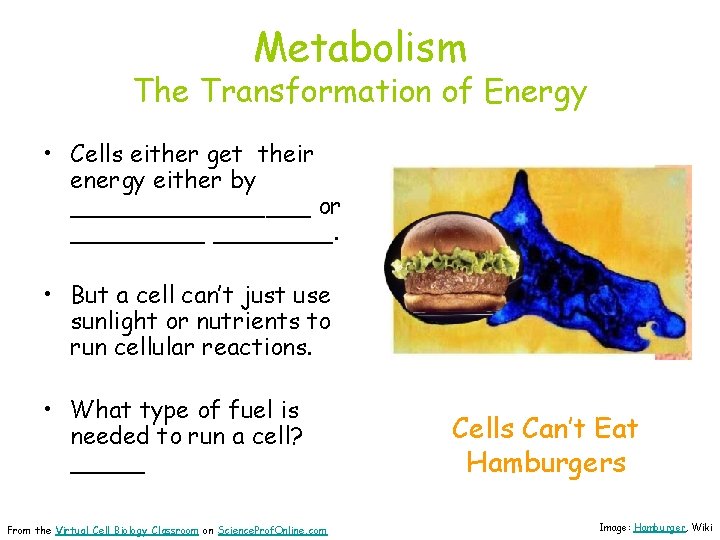 Metabolism The Transformation of Energy • Cells either get their energy either by ________