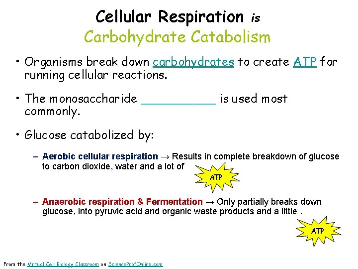 Cellular Respiration is Carbohydrate Catabolism • Organisms break down carbohydrates to create ATP for