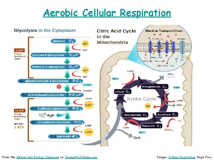 Aerobic Cellular Respiration From the Virtual Cell Biology Classroom on Science. Prof. Online. com