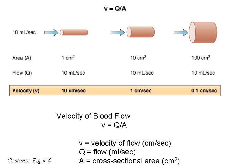 Velocity of Blood Flow v = Q/A Costanzo Fig 4 -4 v = velocity