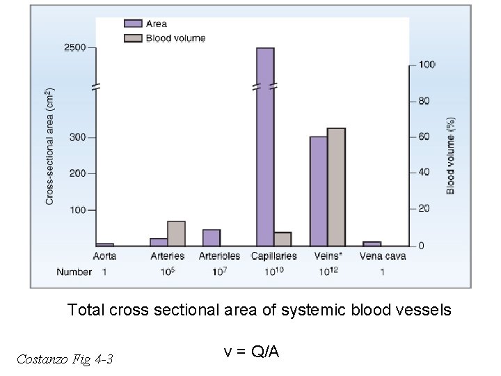 Total cross sectional area of systemic blood vessels Costanzo Fig 4 -3 v =