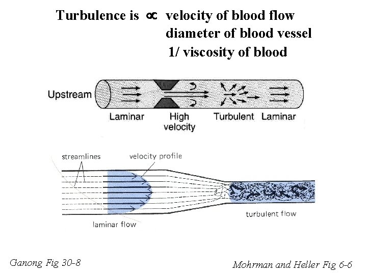 Turbulence is velocity of blood flow diameter of blood vessel 1/ viscosity of blood