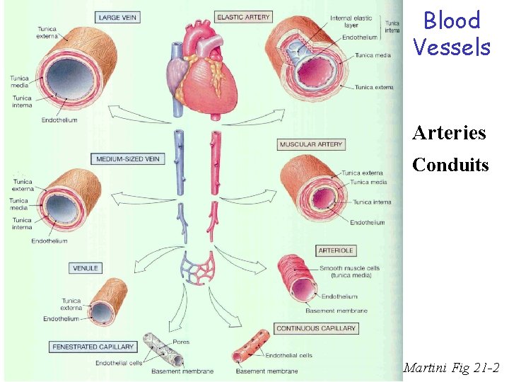 Blood Vessels Arteries Conduits Martini Fig 21 -2 