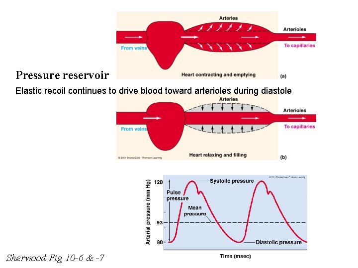 Pressure reservoir Elastic recoil continues to drive blood toward arterioles during diastole Sherwood Fig