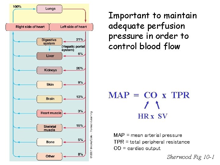 Important to maintain adequate perfusion pressure in order to control blood flow MAP =