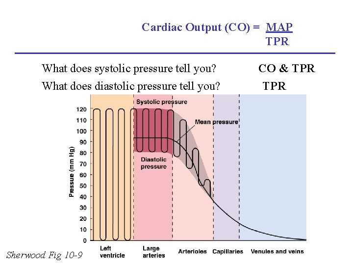 Cardiac Output (CO) = MAP TPR What does systolic pressure tell you? What does