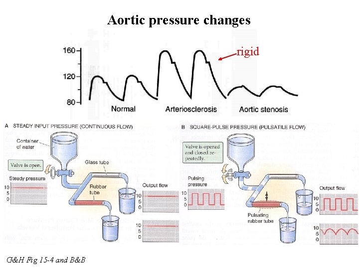 Aortic pressure changes rigid G&H Fig 15 -4 and B&B 