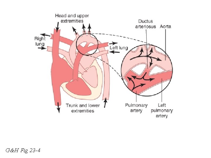 G&H Fig 23 -4 