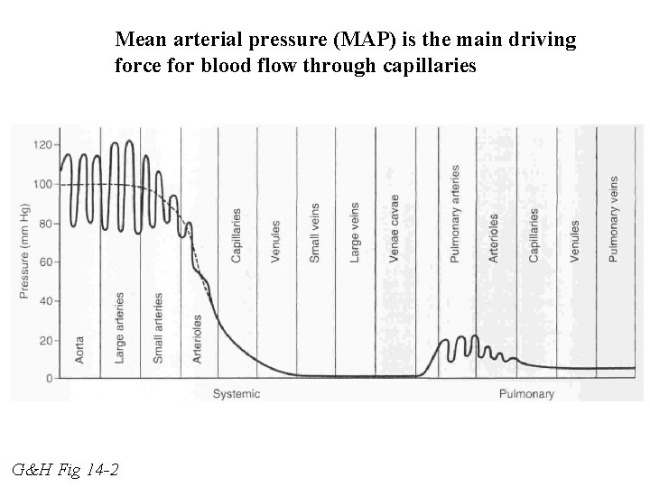 Mean arterial pressure (MAP) is the main driving force for blood flow through capillaries