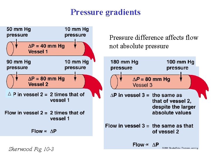 Pressure gradients Pressure difference affects flow not absolute pressure Sherwood Fig 10 -3 