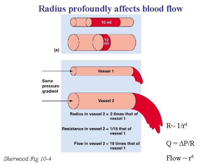 Radius profoundly affects blood flow R~ 1/r 4 Q = P/R Sherwood Fig 10