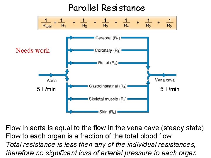 Parallel Resistance Needs work 5 L/min Flow in aorta is equal to the flow