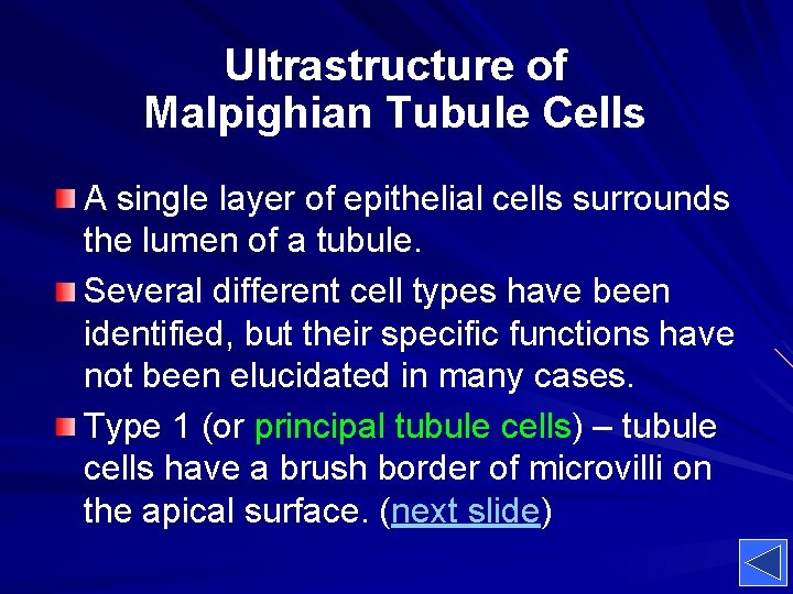 Ultrastructure of Malpighian Tubule Cells A single layer of epithelial cells surrounds the lumen