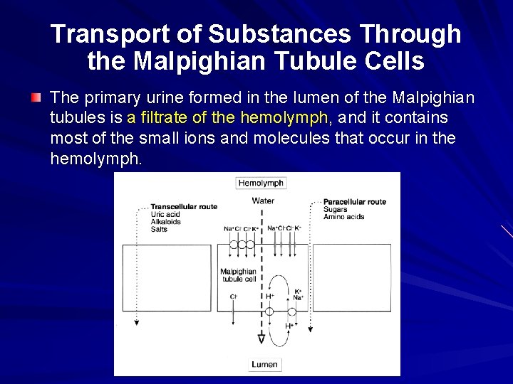Transport of Substances Through the Malpighian Tubule Cells The primary urine formed in the
