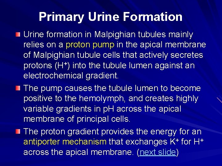 Primary Urine Formation Urine formation in Malpighian tubules mainly relies on a proton pump