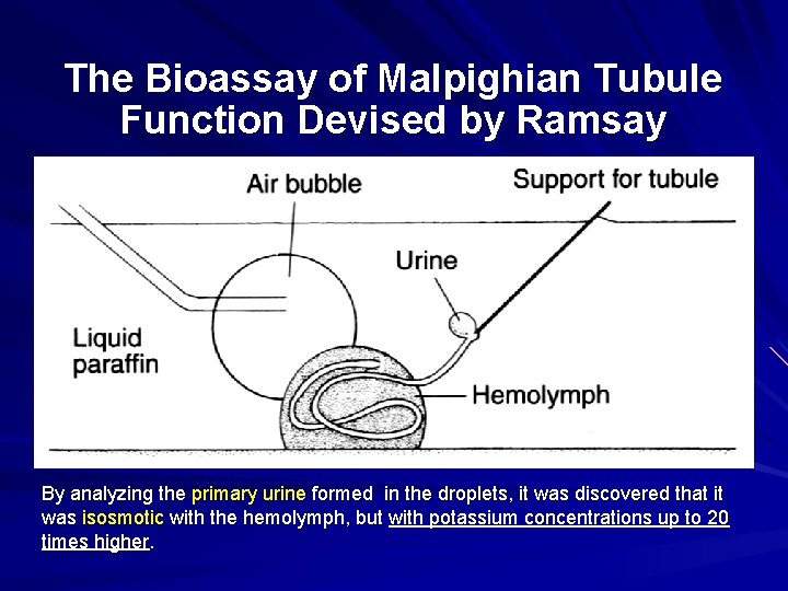 The Bioassay of Malpighian Tubule Function Devised by Ramsay By analyzing the primary urine