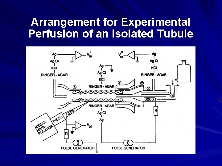 Arrangement for Experimental Perfusion of an Isolated Tubule 