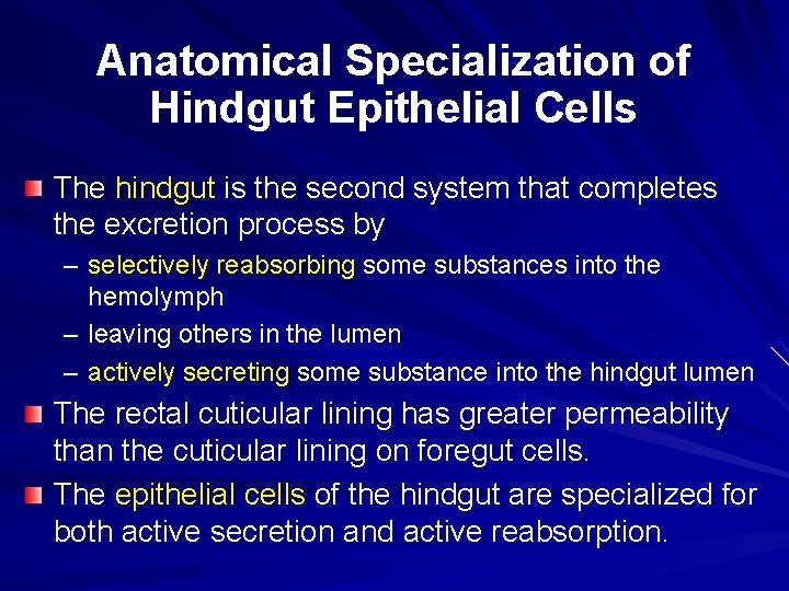 Anatomical Specialization of Hindgut Epithelial Cells The hindgut is the second system that completes