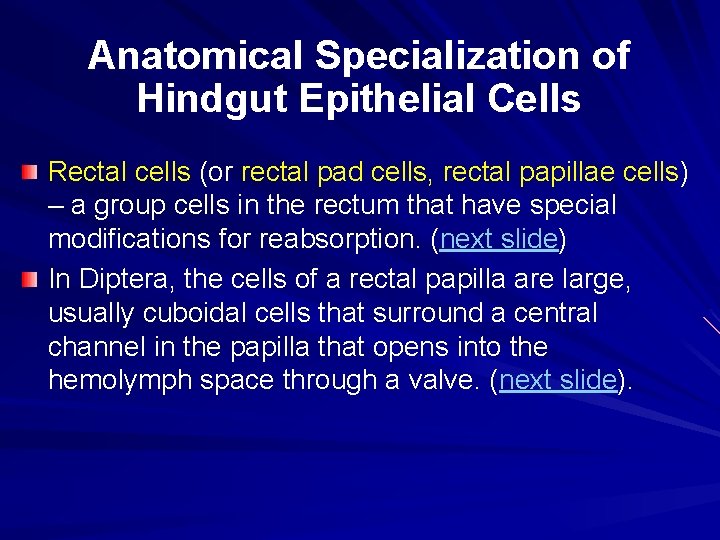 Anatomical Specialization of Hindgut Epithelial Cells Rectal cells (or rectal pad cells, rectal papillae