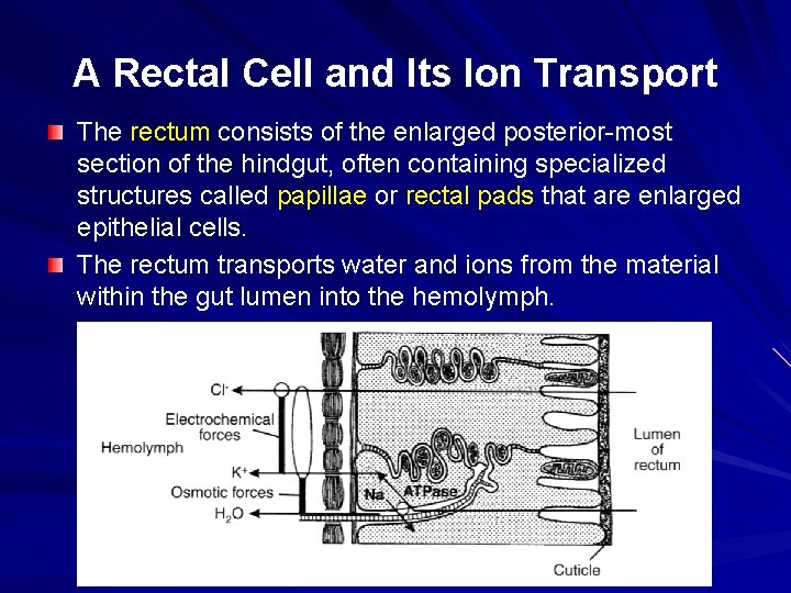 A Rectal Cell and Its Ion Transport The rectum consists of the enlarged posterior-most