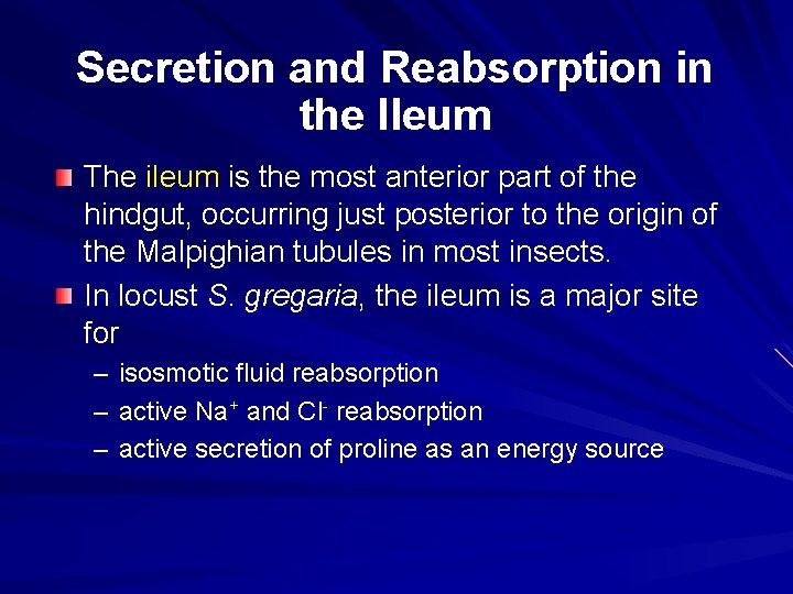 Secretion and Reabsorption in the Ileum The ileum is the most anterior part of