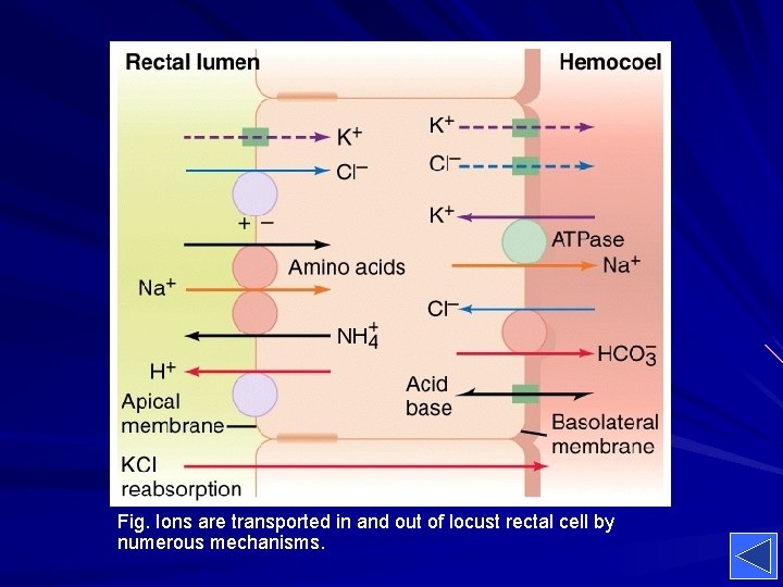 Fig. Ions are transported in and out of locust rectal cell by numerous mechanisms.